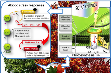 Abiotic Stress Responses